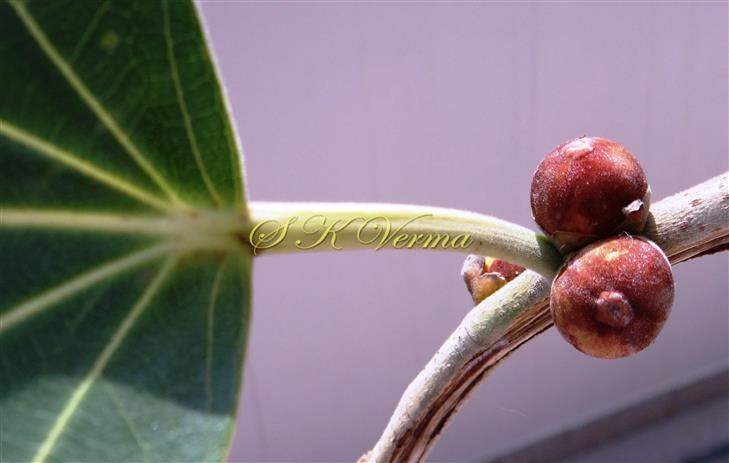  Sessile hypanthodia in axillary pair